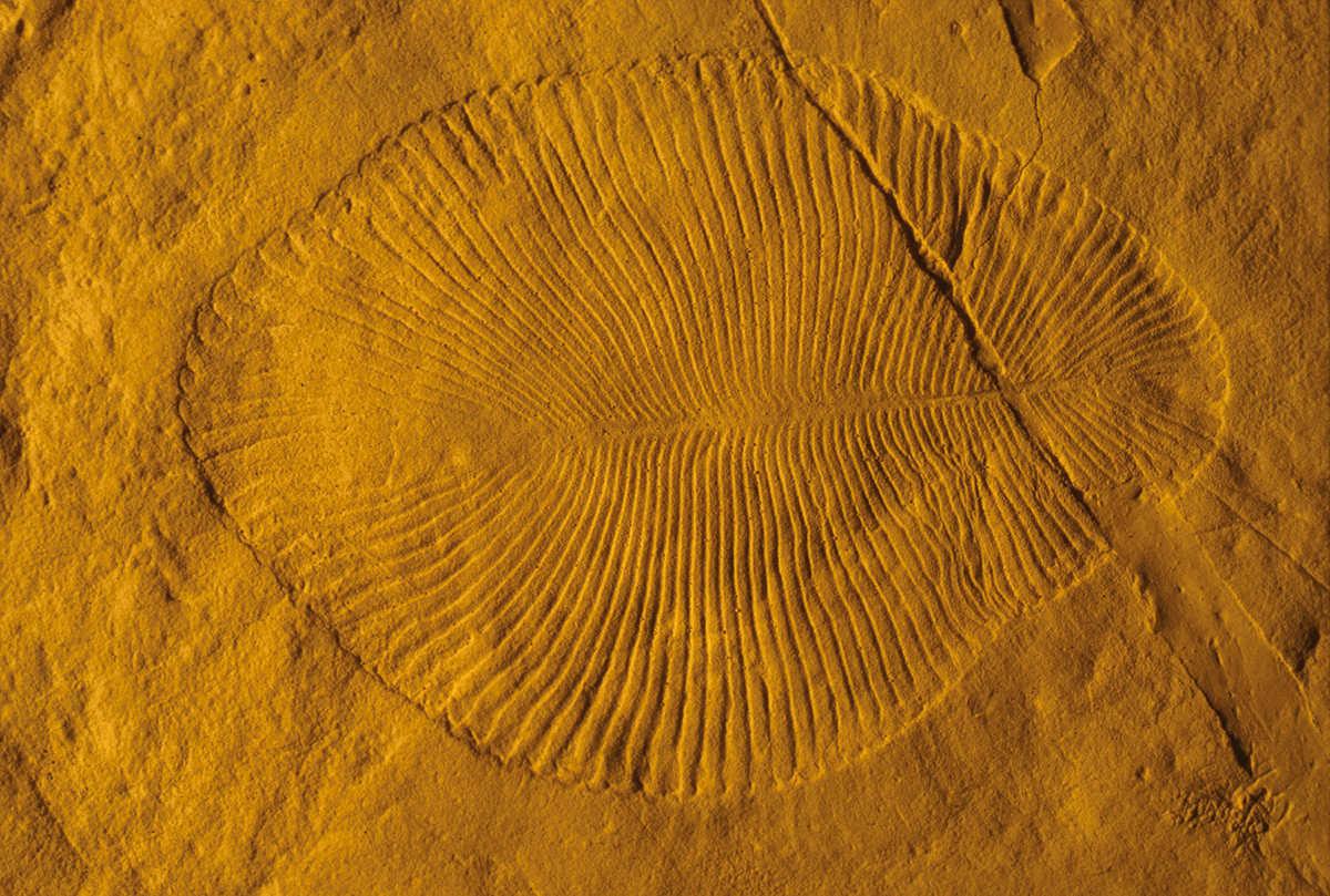澳大利亚埃迪卡拉动物群的一个例子——狄金森水母的化石印象.