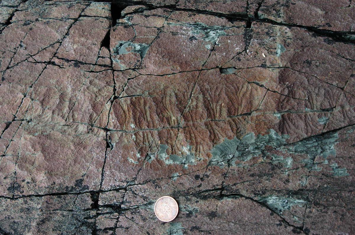 Fractofusus的化石印象, 纽芬兰埃迪卡拉动物群的一个例子, 接近一便士的比例. 